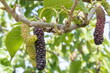 Pakistan or Long mulberries on a branch