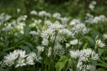 Wild Garlic Flowers In A Woodland