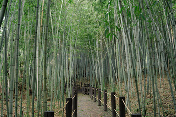 Sticker - Bamboo forest road at Halla Arboretum in Jeju Island, Korea