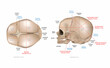 Fetal Skull Dimensions. Superior view and Lateral view of the fetal skull showing the sutures, fontanelles, and transverse diameters. Anatomy of the Newborn Skull.
