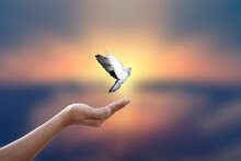 Concept Of Freedom. Shadow Dove Flies Over A Human Hand. Golden Sun Background In The Morningackground In The Morning