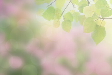 Poster - Blur circle bokeh green leaf background. Blurry yellow leaves rays light flare nature backdrop.