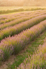 Wall Mural - Sunset over purple lavender field. Lavender fields of Provence, France.