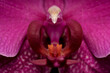 Nahaufnahme Detail einer Orchideenblüte Makro