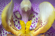 Nahaufnahme Detail einer Orchideenblüte  Makro