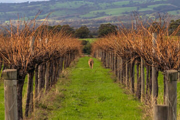 Sheep grazing among the grapevines in McLaren Vale, South Australia