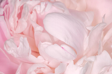 Sticker - close up of light pink petals of peony