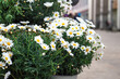 Close-up, chamomile daisies on a blurred background.