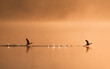 A pair off goosander flying into the sunrise. The photo was taken early morning by the Swedish coastline.