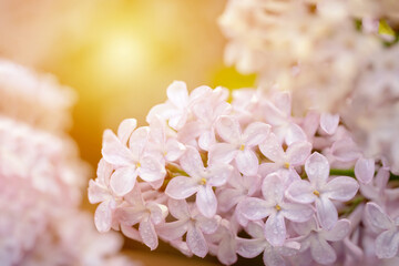 Wall Mural - lilac flowers in the spring warm day. Beautiful nature scene with blooming tree and sun flare. Spring flowers. Springtime