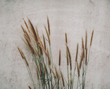 Fototapeta Lawenda - Spikelets in the wind on a field with a blurred grey background