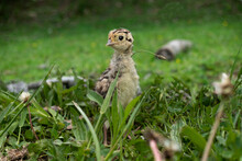 Ring-necked Pheasant Chicks In The Grass