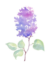Wall Mural - Lilac flower. Watercolor illustration. Hand-painting