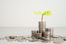 Green Seed Growth On Coins Stack With White Background. Money Saving. Business Investment Successful Growing Concept.