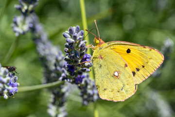 Poster - papillon souci