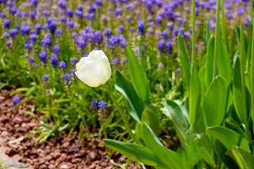 Istanbul tulip: Tulip (Tulipa), common name of bulbous, perennial plant species grown as ornamental plants, forming the genus Tulipa from the lily family (Liliaceae), colorful tulips