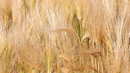 Wall Mural - golden ripe ears of wheat moving with the wind in the cultivated field