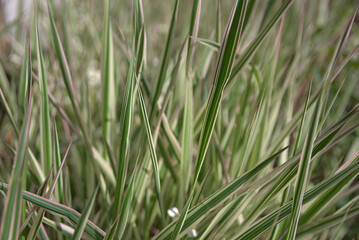 Wall Mural - green leaves of ornamental grass. grass in the garden.