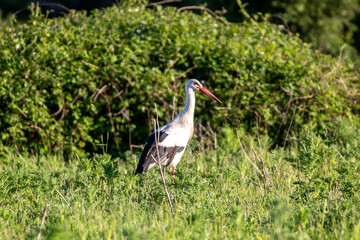 Wall Mural - A ciconia ciconia, commonly known as the white stork, standing in a field in the evening sun