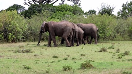 family of african elephants are feeding near the bushes on green grass area. african savanna wildlif