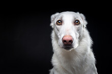 Portrait Of A White Dog, On An Isolated Black Background.
