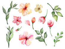 Watercolor Illustration. Set Of Hand Drawn Rose, Peach Flowers, Buds, Green Herbs And Twigs On A White Background.