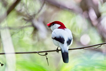 Araripe Manakin (Antilophia bokermanni), male, Cerrado do Araripe, Brazil. A Brazilian Endemic.