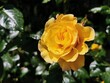 Żółta róża w ogrodzie, w kroplach deszczu. Zdjęcie zrobione 28 maja 2022 roku. 