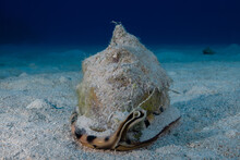 A Live King Helmet Conch In The Wild In Its Natural Environment On The Sandy Seabed. This Creature Has A Hard Shell But Is Hunted For Food