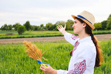 Defocus Young Woman In Vyshyvanka Holding Bouquet Of Ripe Golden Spikelets Of Wheat Tied With A Yellow And Blue Ribbon On The Meadow Nature Background. Flag Ukraine, Constitution. Out Of Focus