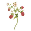 Watercolor illustration with vintage strawberry branch with berries, leaves and flowers. Isolated on white background.