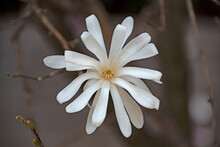 Fleur De Magnolia étoilé
