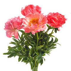 Wall Mural - Beautiful pink peonies flowers isolated on white background