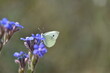 Mariposa blanquita de la col (pieris rapae) con fondo difuminado