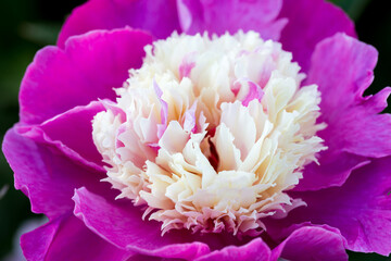 Wall Mural - peony pink beautiful petals flowers