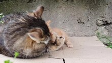 Cute Closeup Scene With A Caring Mother Cat Playing Gentle With Her Baby Kitten. Little Frisky Orange Kitty Having Fun