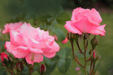 Two Buds Of A Pink Rose Basking In The Rays Of The Morning Sun, Computer Wallpaper
