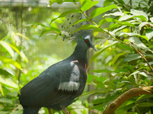 Victoria Crowned Pigeon (Goura Victoria) Is A Large, Bluish-grey Pigeon With Elegant Blue Lace-like Crests, Maroon Breast And Red Irises Roaming In Park