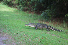 Alligator Walking On Grass To Water