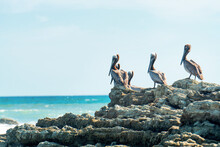 Brown Pelicans Resting On Rocks