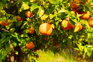 Wall Mural - Orange garden with friuts