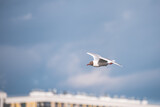 Fototapeta Pomosty - A seagull flies in the sky over the city