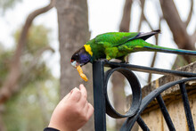Person Feeding A Australian Ringneck Parrot (Barnardius Zonarius Semitorquatus), Western Australia, Australia