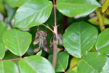 Wall Mural - Rose borer Ardis pallipes or brunniventris sawflie. The larvae of this pest live inside the young shoots of the rose.