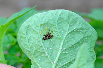 Juvenile larvae of colorado potato beetle (Leptinotarsa decemlineata) on potato plant leaves.