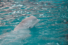A White Whale Pulled Its Head Out Of The Water. Hey, He Looks Around The Pool.