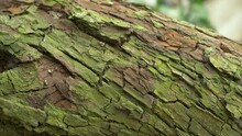 Dying Or Dead Pear Tree In Orchard. Bark Snag Tree, Wood Trunk. Grow Hardwood. Green Bokeh Blurred Abstract, Nature Background