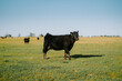 cow in a field 