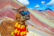 Funny Alpaca, Lama Pacos, Near The Vinicunca Mountain, Famous Destination In Andes, Peru