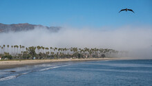Sea Mist Hides Mountains Behind Beach And Palm Trees. Blue Sky With A Pelican Flying Overhead In Santa Barbara, California